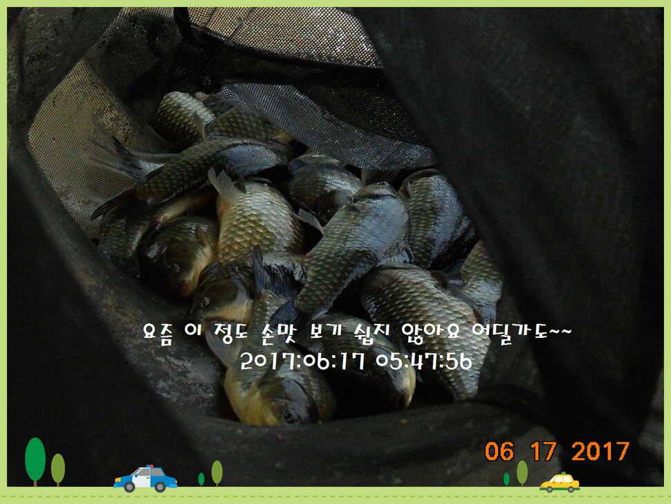 도심속의 작은 쉼터 화성 관리 낚시터입니다관리에 어둠이 내리면 (유료터정보 - 유료터점주조황)