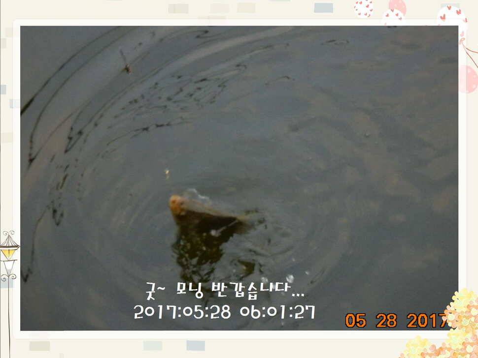 도심속의 작은 쉼터 화성 관리 낚시터입니다고른 조황 (유료터정보 - 유료터점주조황)