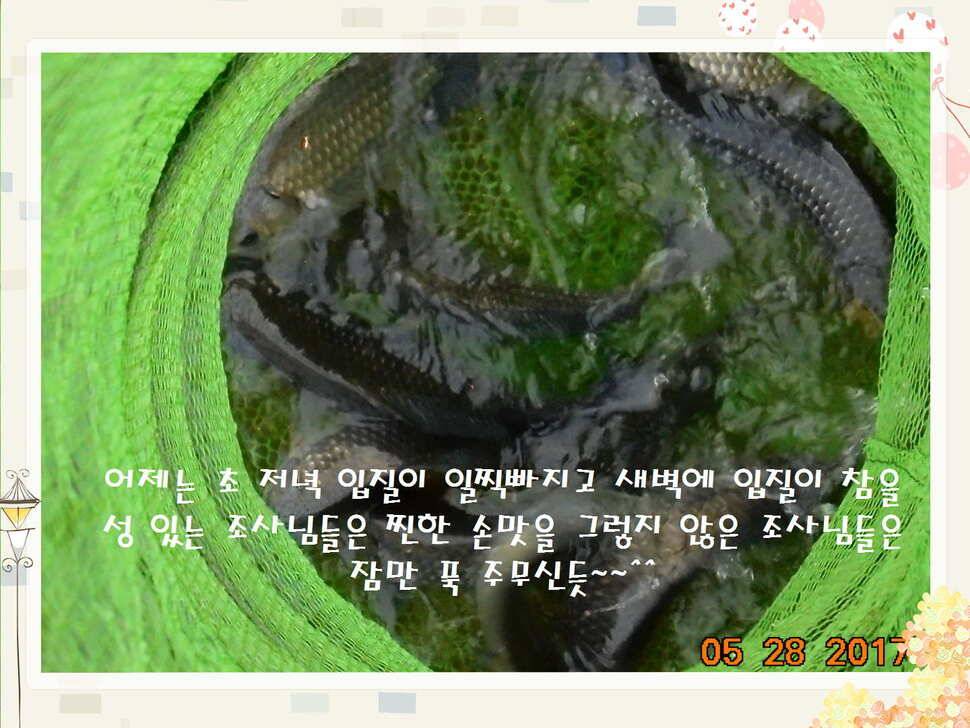 도심속의 작은 쉼터 화성 관리 낚시터입니다고른 조황 (유료터정보 - 유료터점주조황)