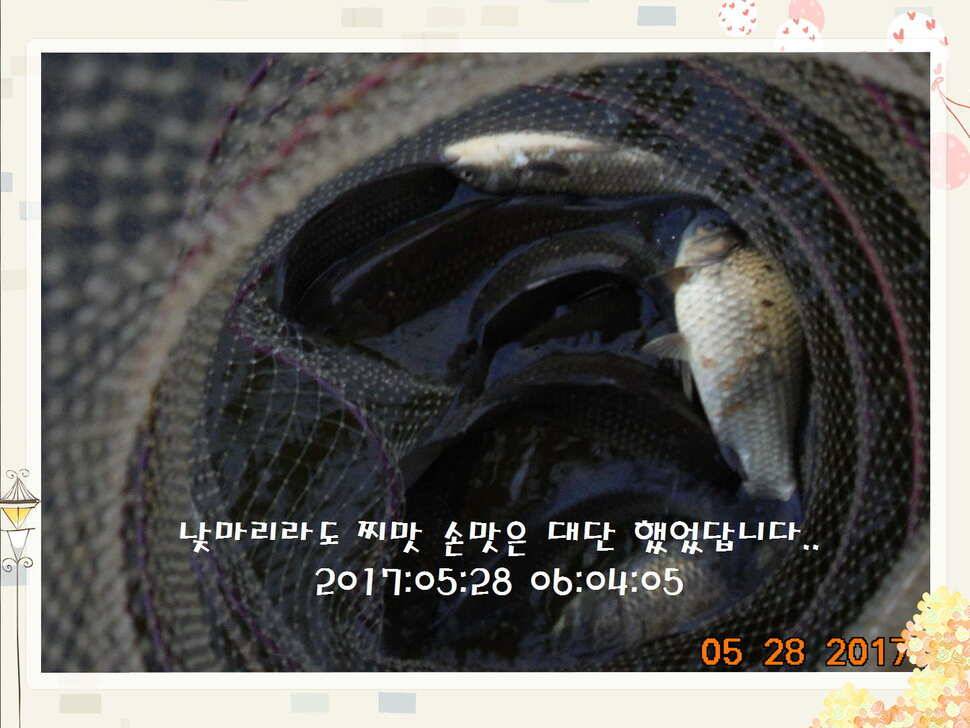 도심속의 작은 쉼터 화성 관리 낚시터입니다고른 조황 (유료터정보 - 유료터점주조황)