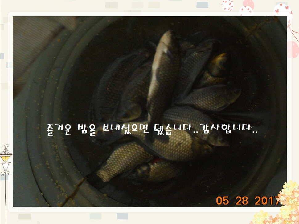 도심속의 작은 쉼터 화성 관리 낚시터입니다고른 조황 (유료터정보 - 유료터점주조황)