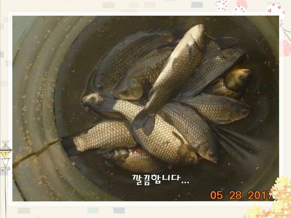 도심속의 작은 쉼터 화성 관리 낚시터입니다고른 조황 (유료터정보 - 유료터점주조황)