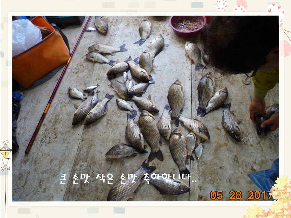 도심속의 작은 쉼터 화성 관리 낚시터입니다고른 조황 (유료터정보 - 유료터점주조황)