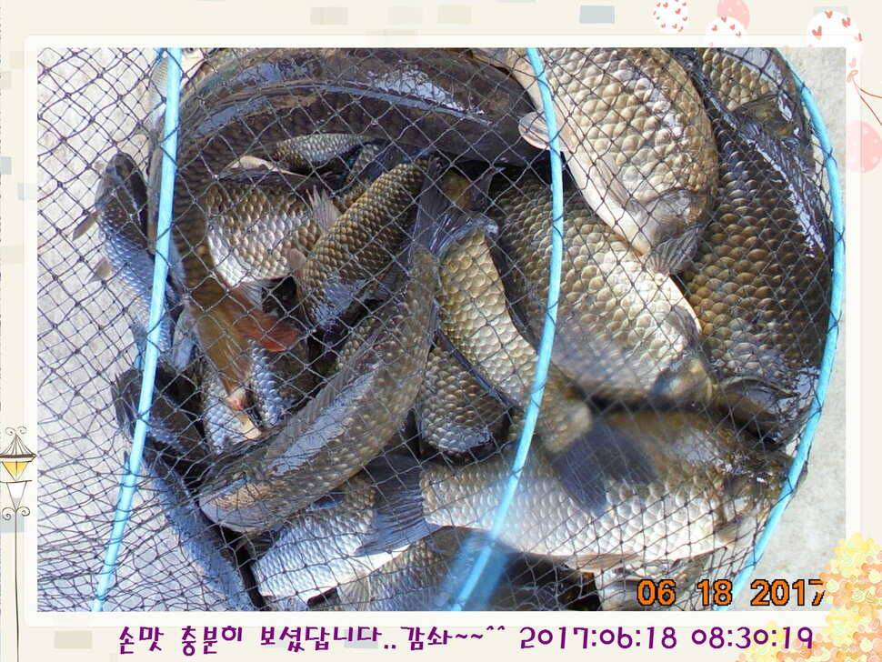 도심속의 작은 쉼터 화성 관리 낚시터입니다만 석 감사드립니다 (유료터정보 - 유료터점주조황)