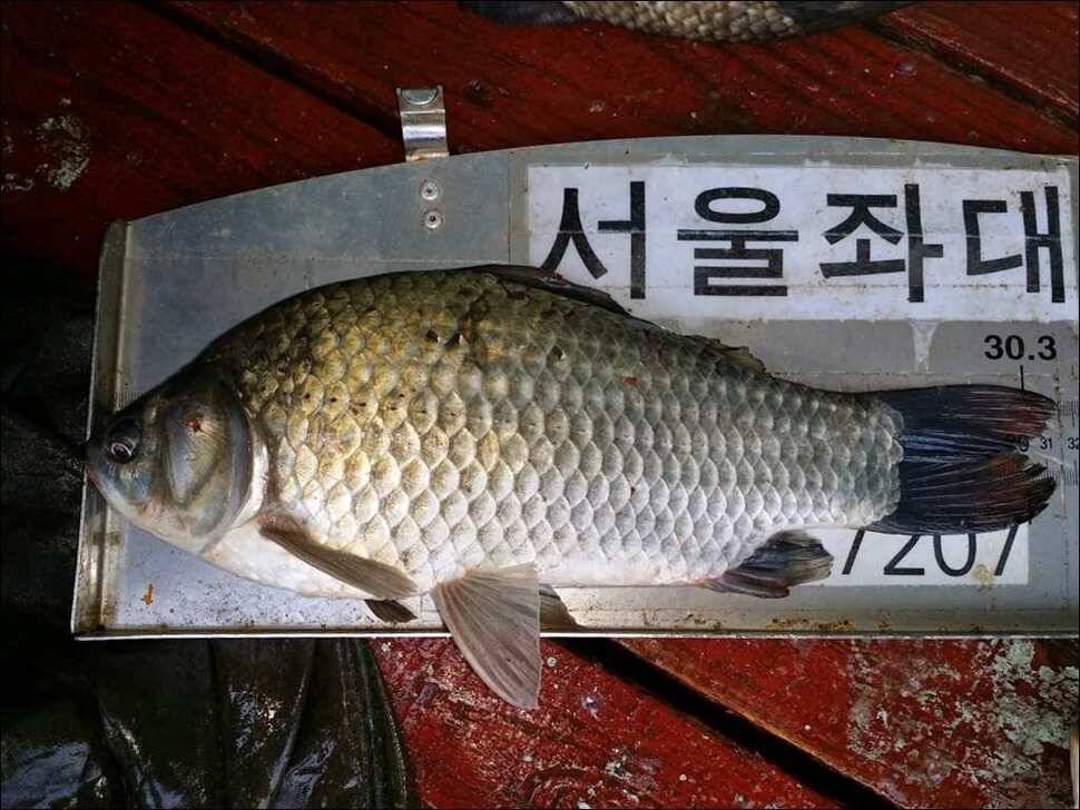 160702 송전지 서울집 조황 (유료터정보 - 유료터점주조황)