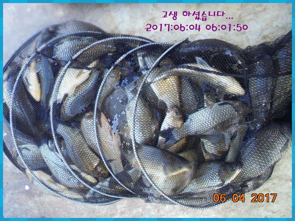 도심속의 작은 쉼터 화성 관리 낚시터입니다살아있네 밤 조황 (유료터정보 - 유료터점주조황)