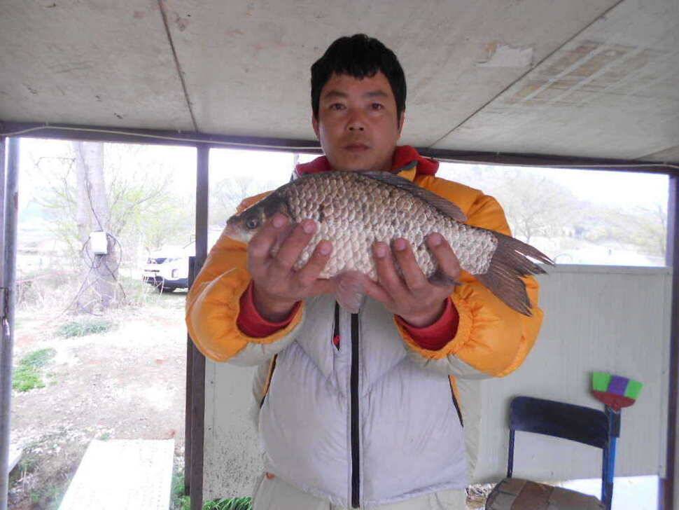 당진 가교리지 토종 큰 붕어 마릿수 증가 (유료터정보 - 유료터점주조황)
