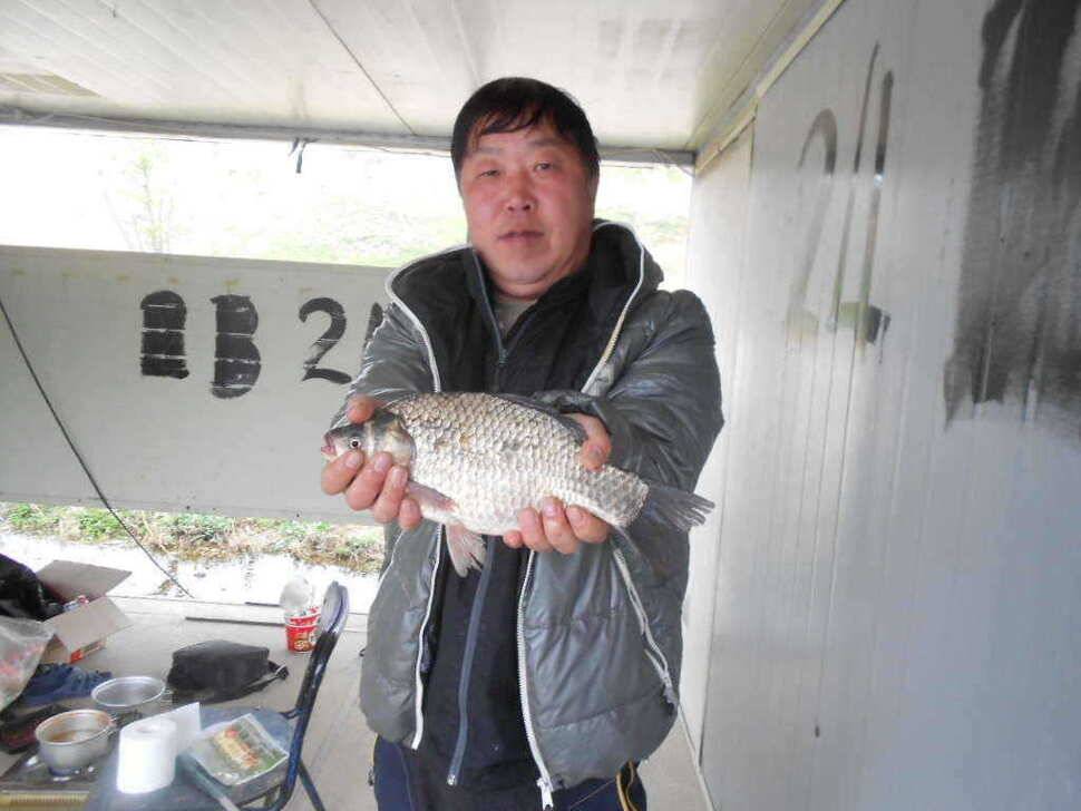 당진 가교리지 토종 큰 붕어 마릿수 증가 (유료터정보 - 유료터점주조황)