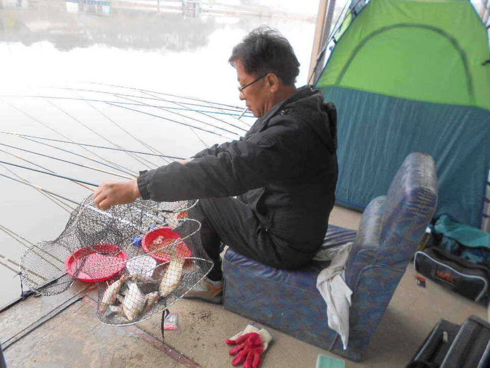 당진 가교리지 토종 큰 붕어 마릿수 증가 (유료터정보 - 유료터점주조황)