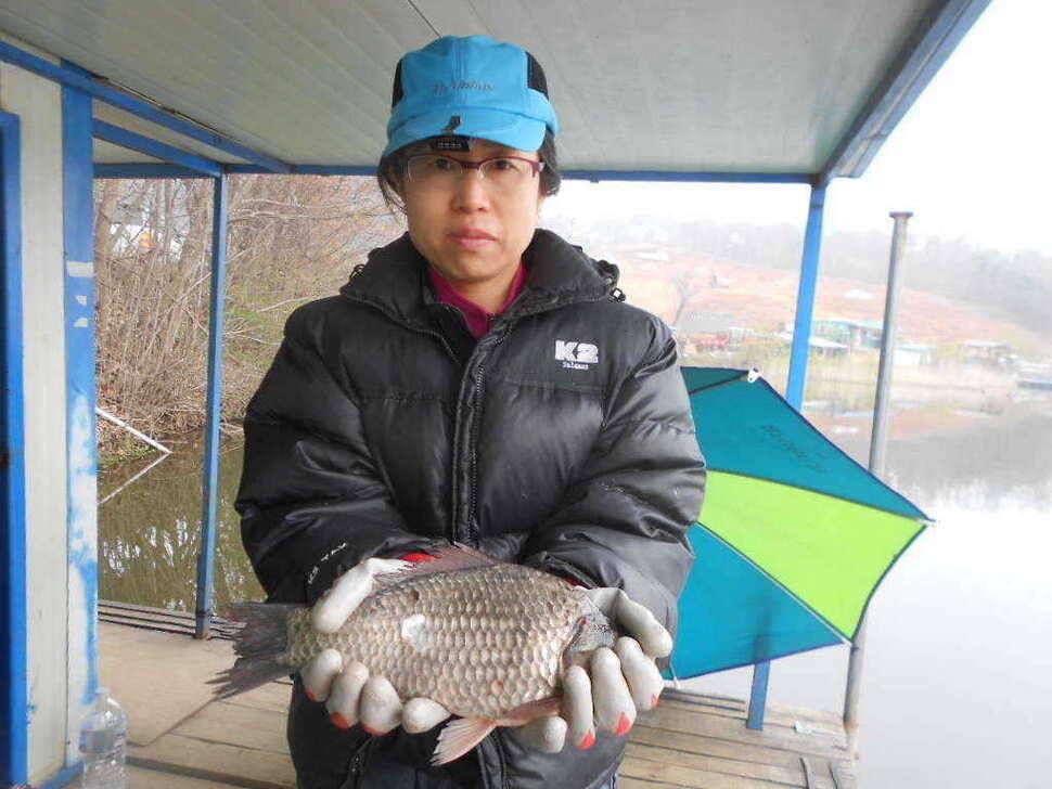 당진 가교리지 토종 큰 붕어 마릿수 증가 (유료터정보 - 유료터점주조황)