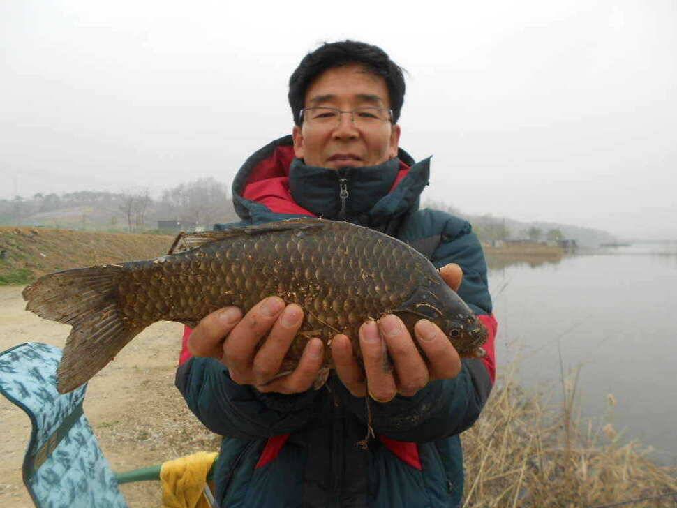 당진 가교리지 토종 큰 붕어 마릿수 증가 (유료터정보 - 유료터점주조황)