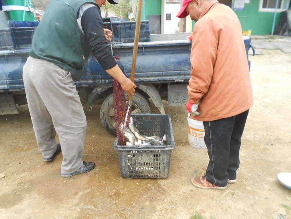 당진 가교리지 토종 큰 붕어 마릿수 증가 (유료터정보 - 유료터점주조황)