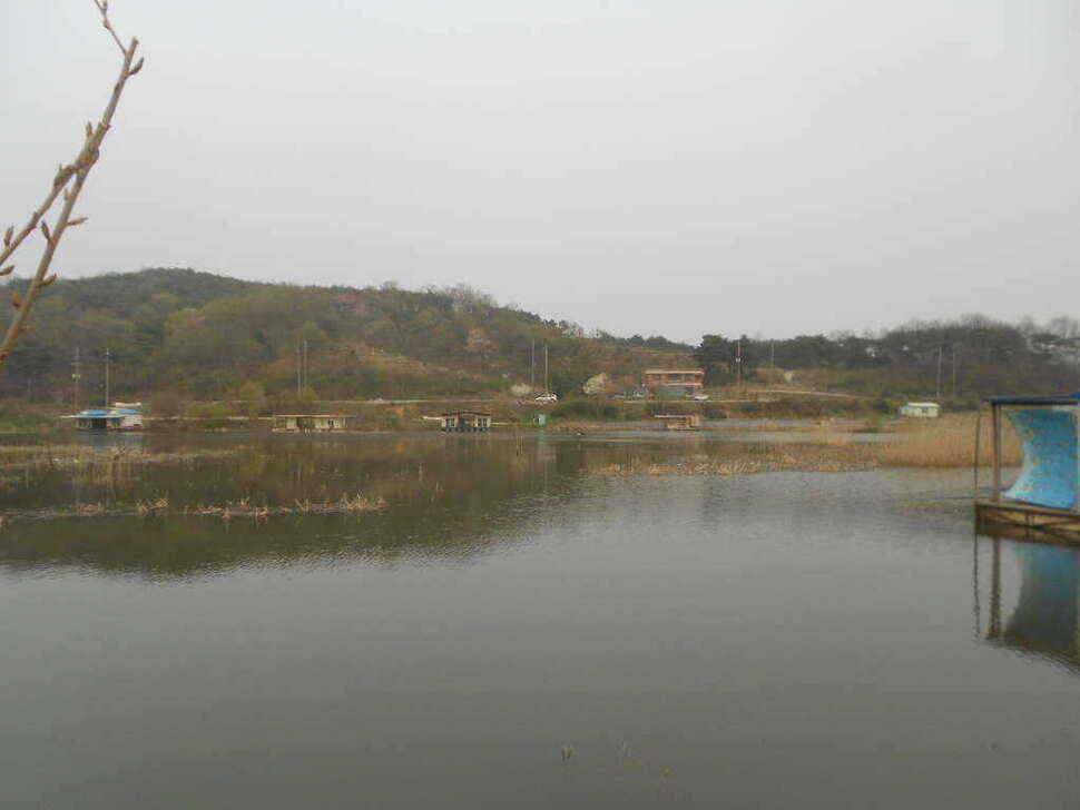당진 가교리지 토종 큰 붕어 마릿수 증가 (유료터정보 - 유료터점주조황)
