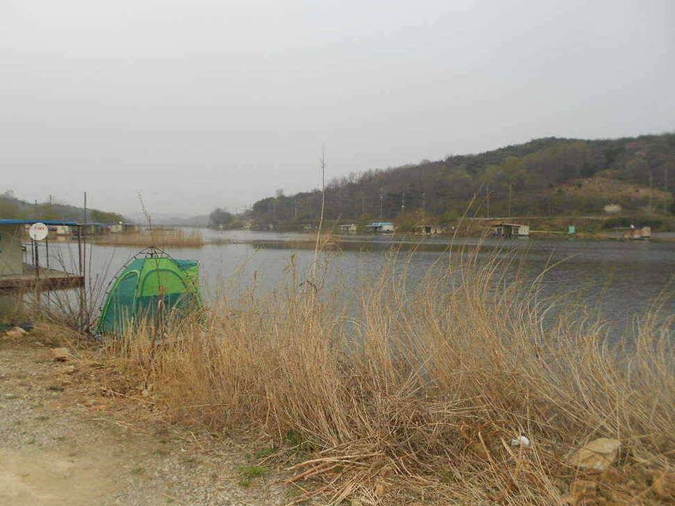 당진 가교리지 토종 큰 붕어 마릿수 증가 (유료터정보 - 유료터점주조황)