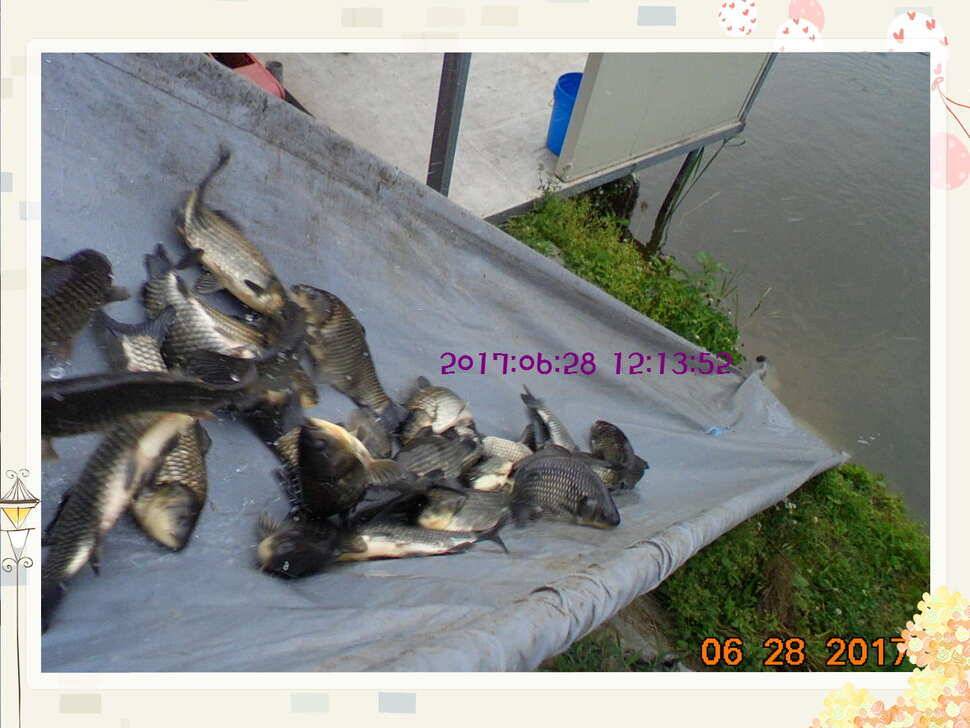도심속의 작은 쉼터 화성 관리 낚시터입니다3주 연속 만석 감사드립니다 (유료터정보 - 유료터점주조황)