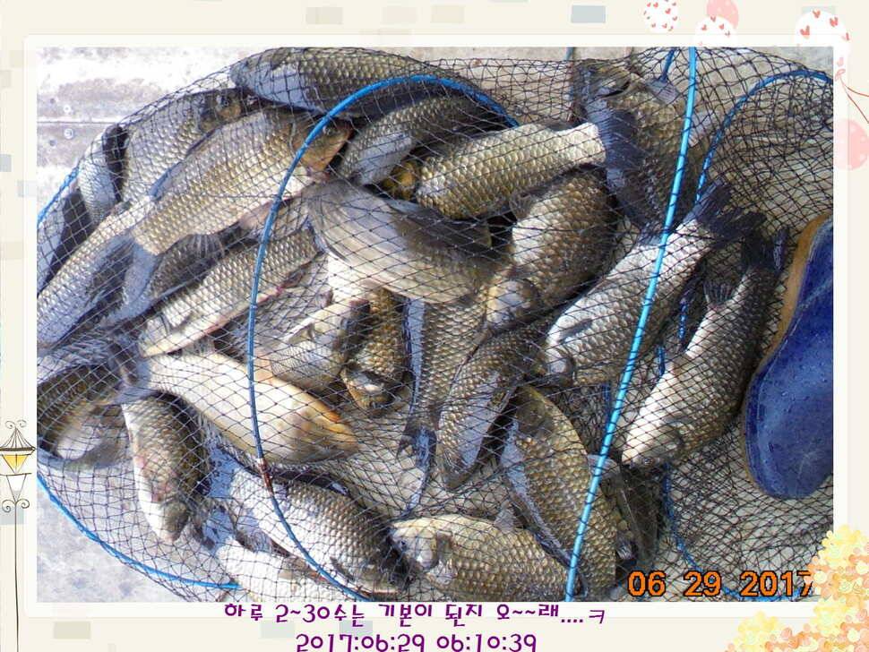 도심속의 작은 쉼터 화성 관리 낚시터입니다3주 연속 만석 감사드립니다 (유료터정보 - 유료터점주조황)