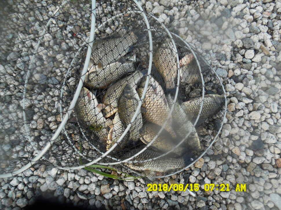 경주 동산낚시터 지난주 조황 (유료터정보 - 유료터점주조황)