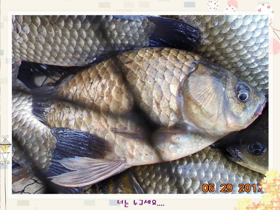 도심속의 작은 쉼터화성 관리 낚시터입니다꿀 같은 단비가 내렸습니다 (유료터정보 - 유료터점주조황)