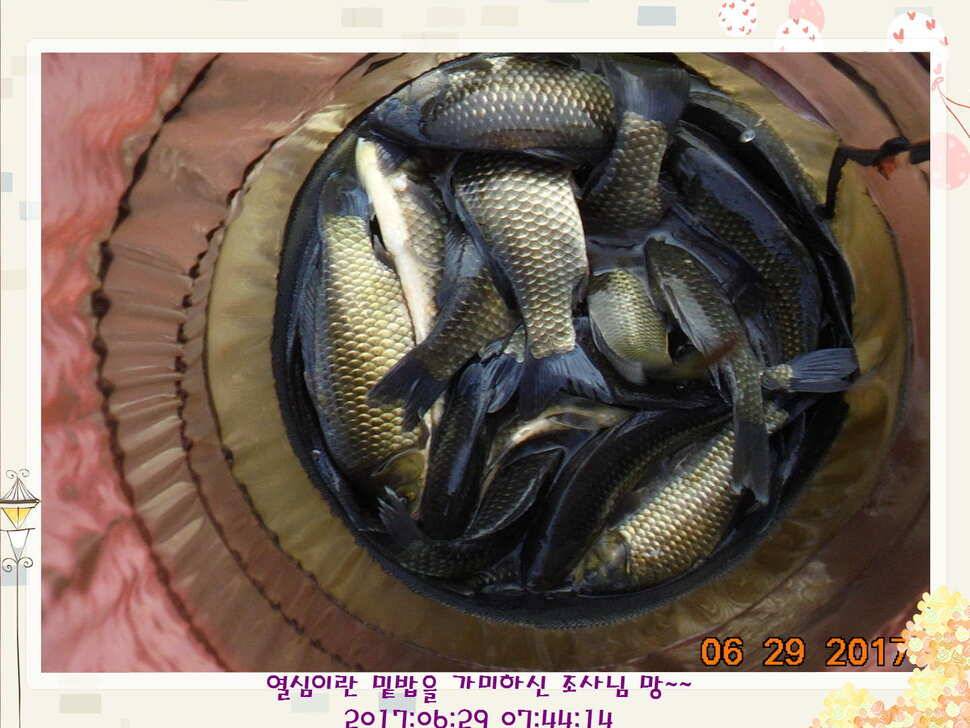 도심속의 작은 쉼터화성 관리 낚시터입니다꿀 같은 단비가 내렸습니다 (유료터정보 - 유료터점주조황)