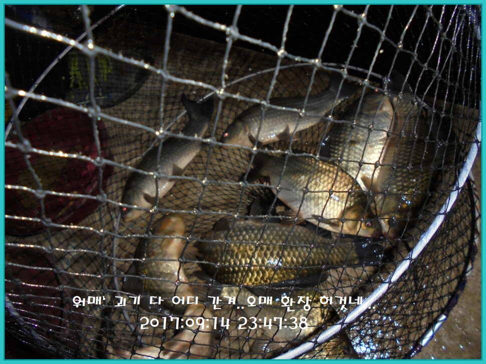 도심속의 작은 쉼터 화성 관리 낚시터입니다아주 좋습니다 (유료터정보 - 유료터점주조황)