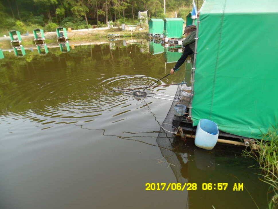 경주 동산낚시터 지난주 조황 (유료터정보 - 유료터점주조황)