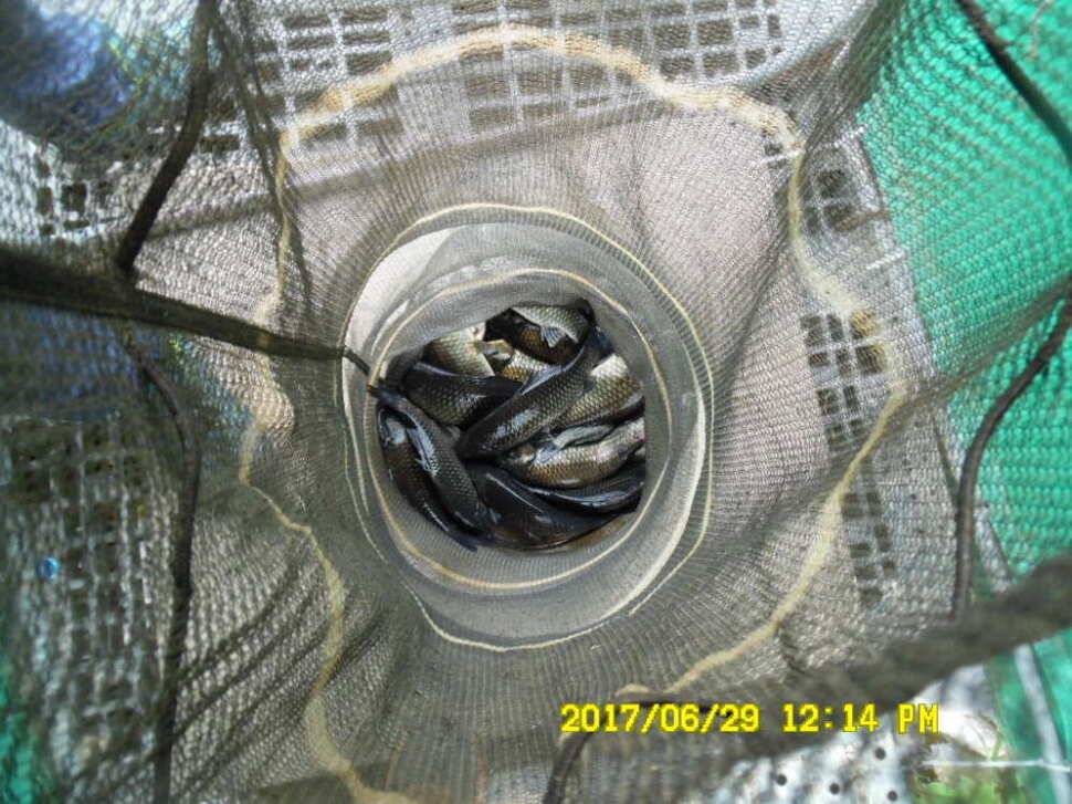 경주 동산낚시터 지난주 조황 (유료터정보 - 유료터점주조황)