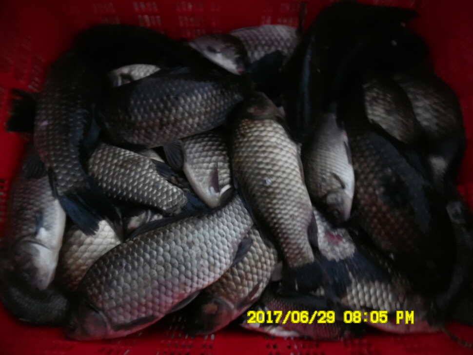 경주 동산낚시터 지난주 조황 (유료터정보 - 유료터점주조황)