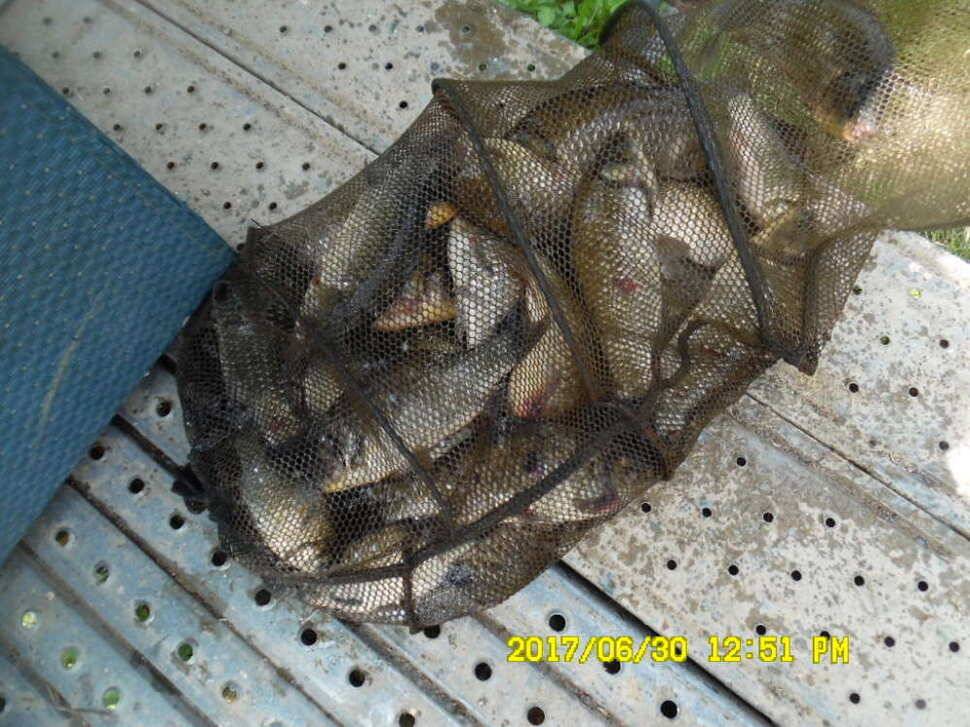 경주 동산낚시터 지난주 조황 (유료터정보 - 유료터점주조황)