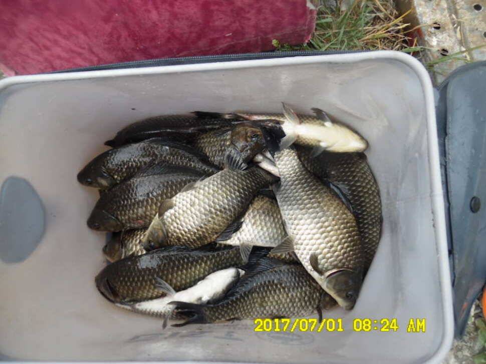 경주 동산낚시터 지난주 조황 (유료터정보 - 유료터점주조황)