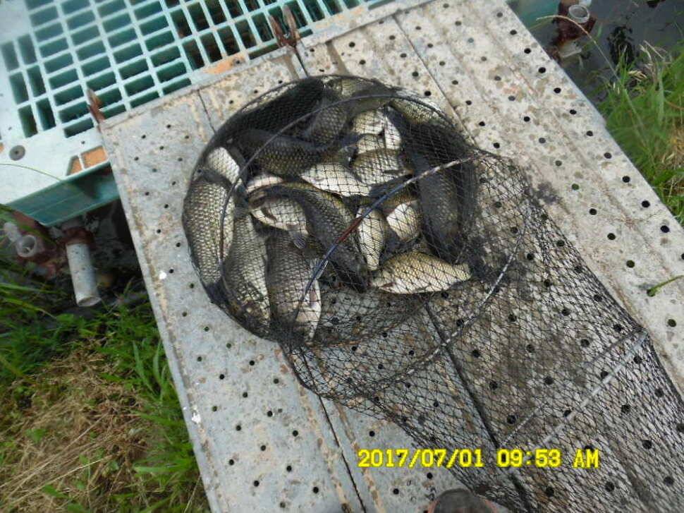 경주 동산낚시터 지난주 조황 (유료터정보 - 유료터점주조황)