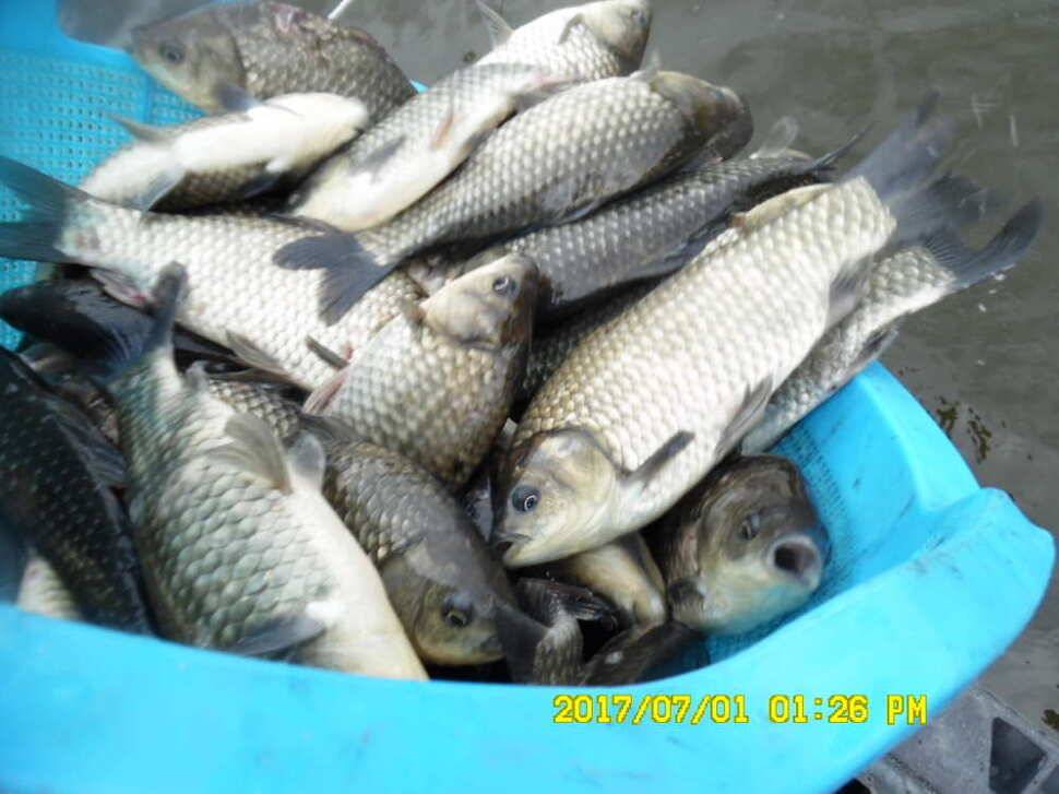 경주 동산낚시터 지난주 조황 (유료터정보 - 유료터점주조황)