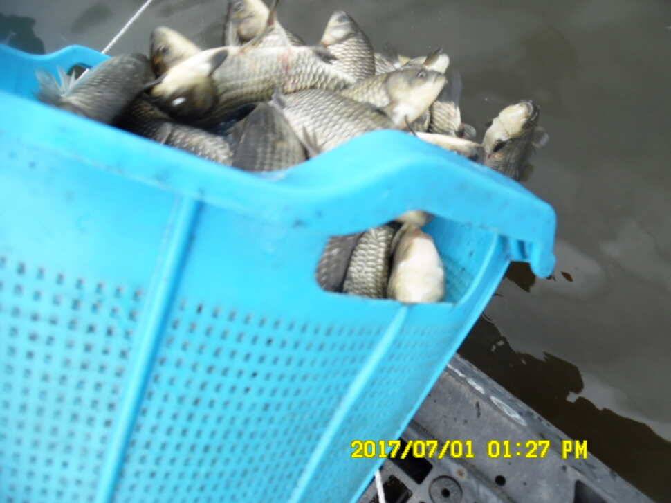 경주 동산낚시터 지난주 조황 (유료터정보 - 유료터점주조황)