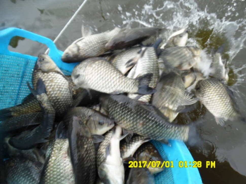 경주 동산낚시터 지난주 조황 (유료터정보 - 유료터점주조황)
