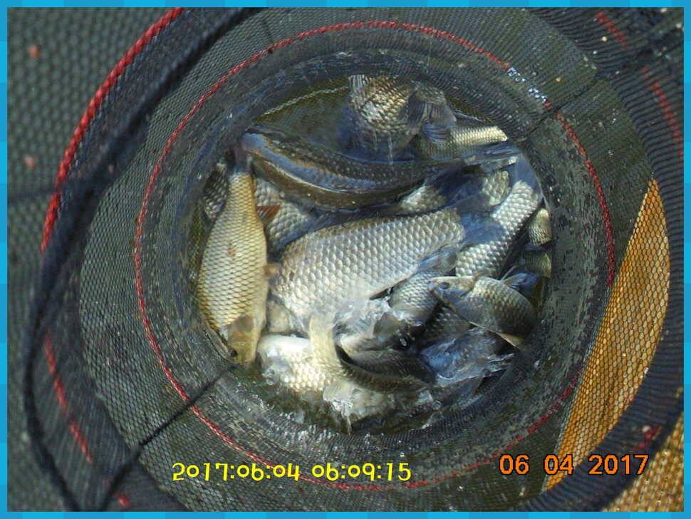 도심속의 작은 쉼터 화성 관리 낚시터입니다토종붕어 강한 기운 받아가세요 (유료터정보 - 유료터점주조황)