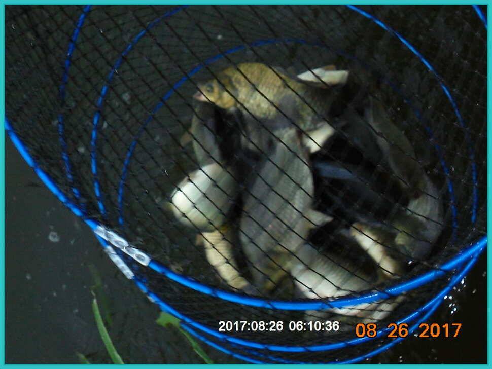 도심속의 작은 쉼터 화성 관리 낚시터입니다8월도 하루 남았습니다 (유료터정보 - 유료터점주조황)