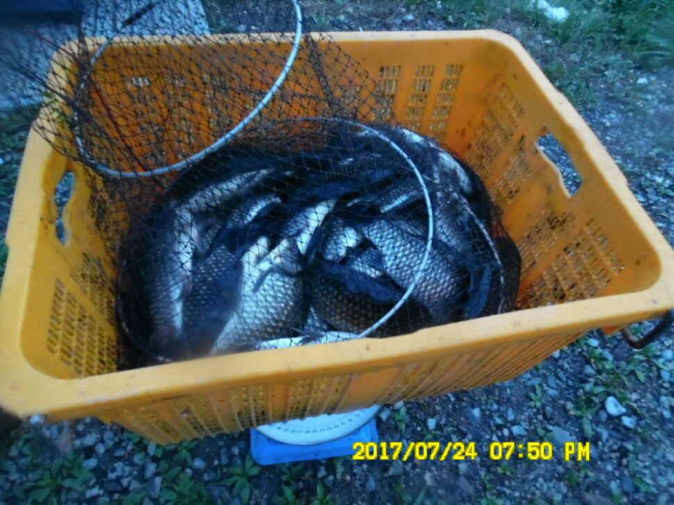 경주동산낚시터 지난주 조황 (유료터정보 - 유료터점주조황)