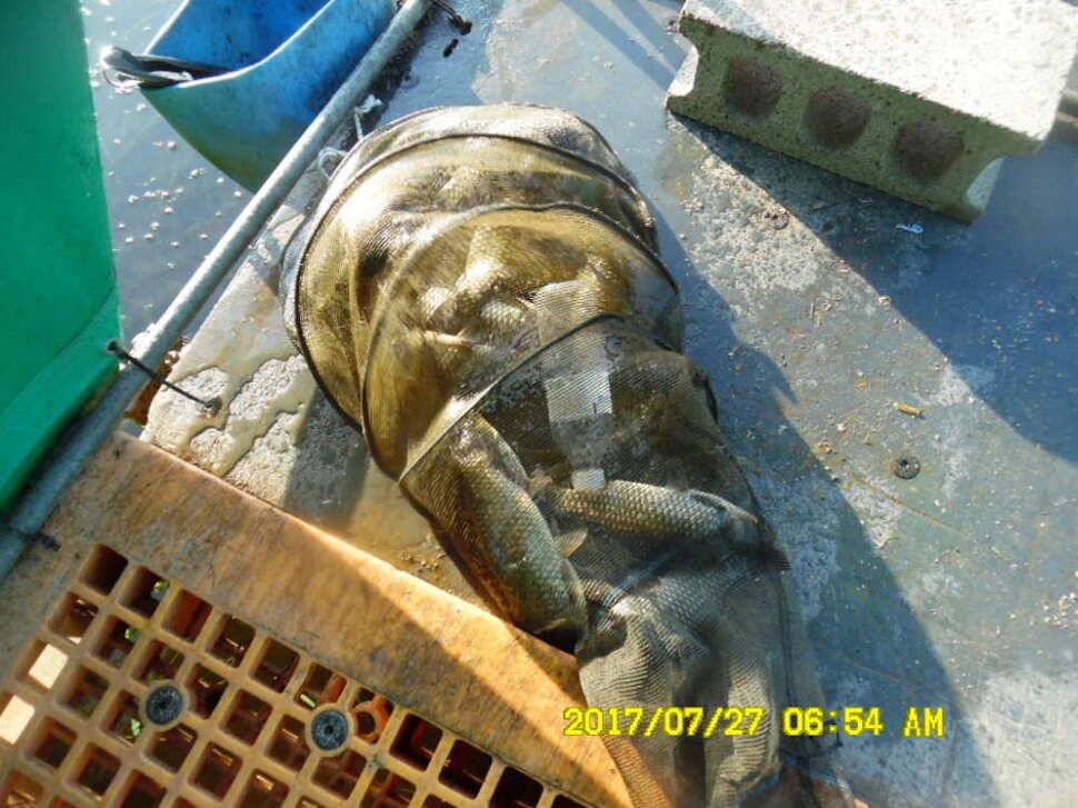 경주동산낚시터 지난주 조황 (유료터정보 - 유료터점주조황)