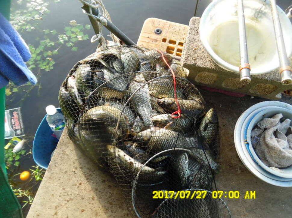 경주동산낚시터 지난주 조황 (유료터정보 - 유료터점주조황)