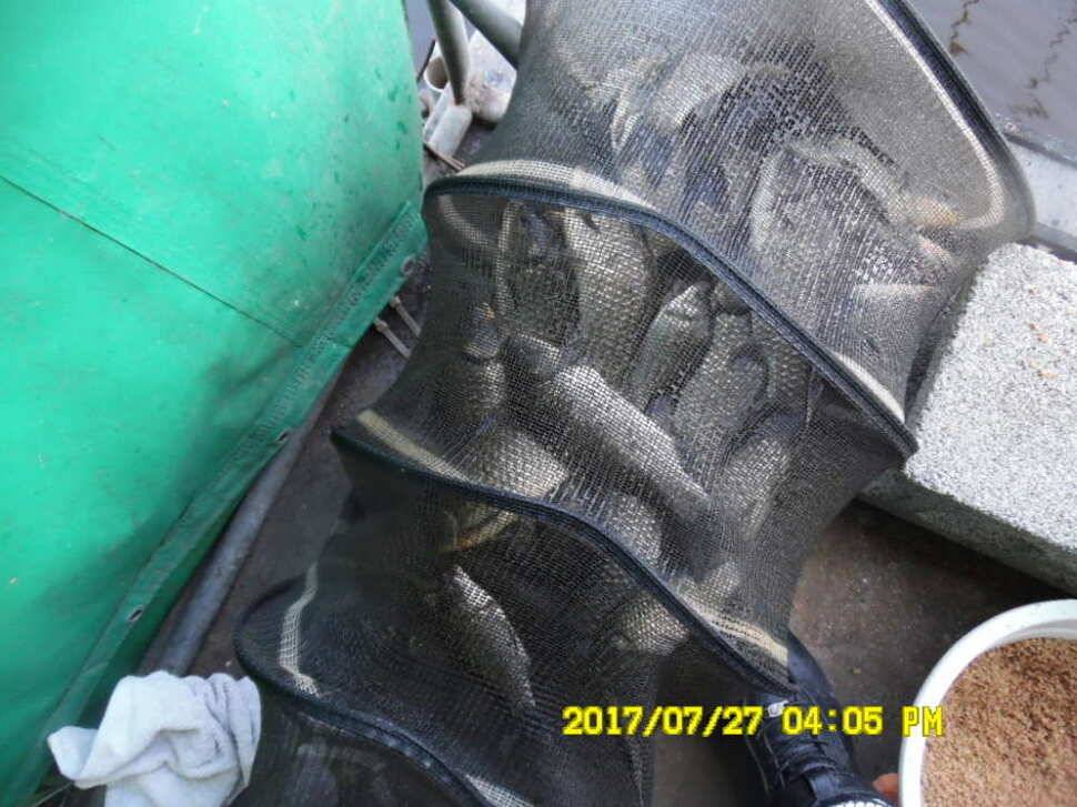 경주동산낚시터 지난주 조황 (유료터정보 - 유료터점주조황)