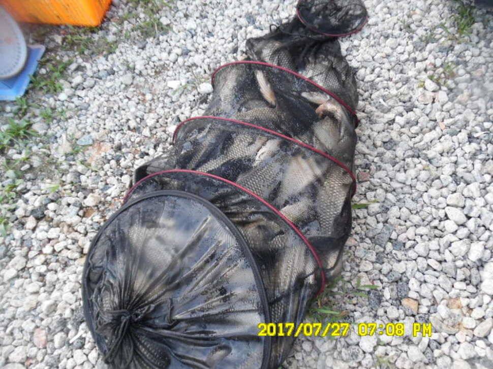 경주동산낚시터 지난주 조황 (유료터정보 - 유료터점주조황)