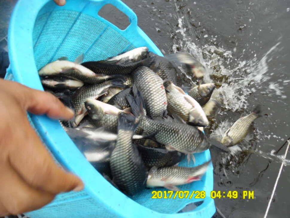 경주동산낚시터 지난주 조황 (유료터정보 - 유료터점주조황)