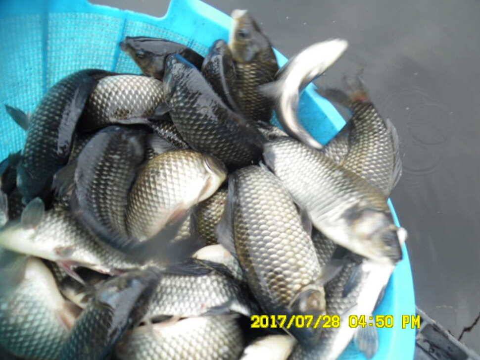 경주동산낚시터 지난주 조황 (유료터정보 - 유료터점주조황)
