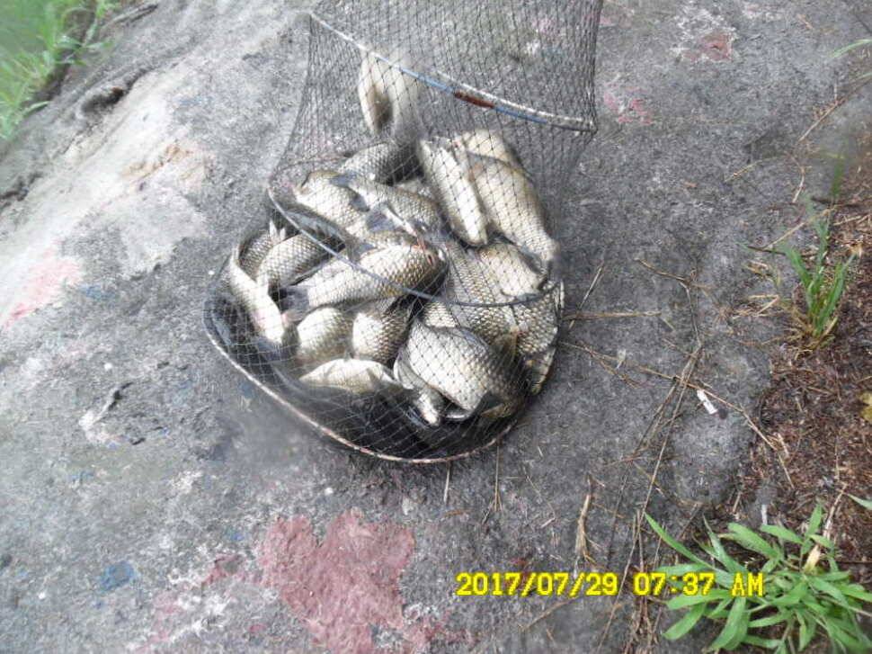 경주동산낚시터 지난주 조황 (유료터정보 - 유료터점주조황)