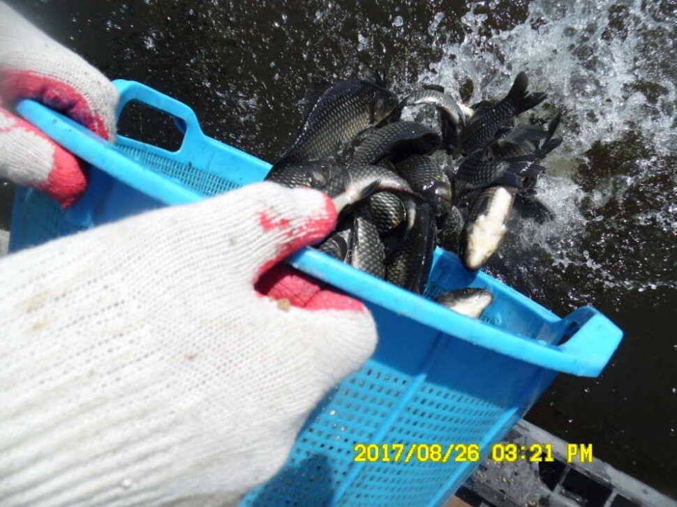 경주동산낚시터 지난주 조황 (유료터정보 - 유료터점주조황)