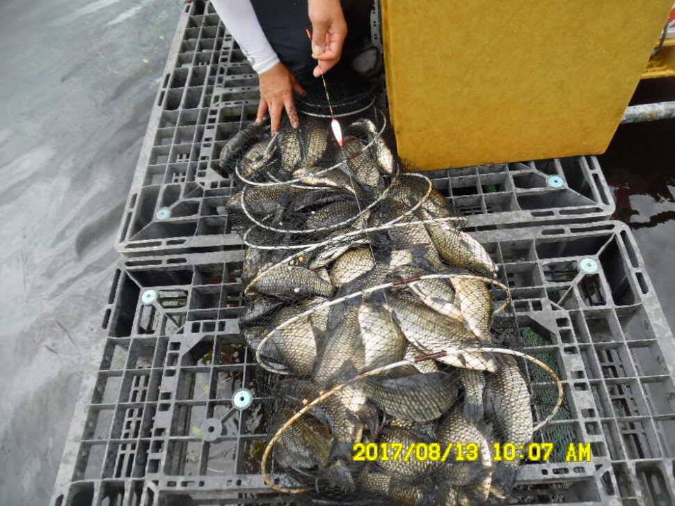 경주 동산낚시터의 꾸준한 조황 (유료터정보 - 유료터점주조황)