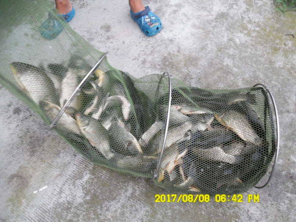 경주 동산낚시터의 꾸준한 조황 (유료터정보 - 유료터점주조황)