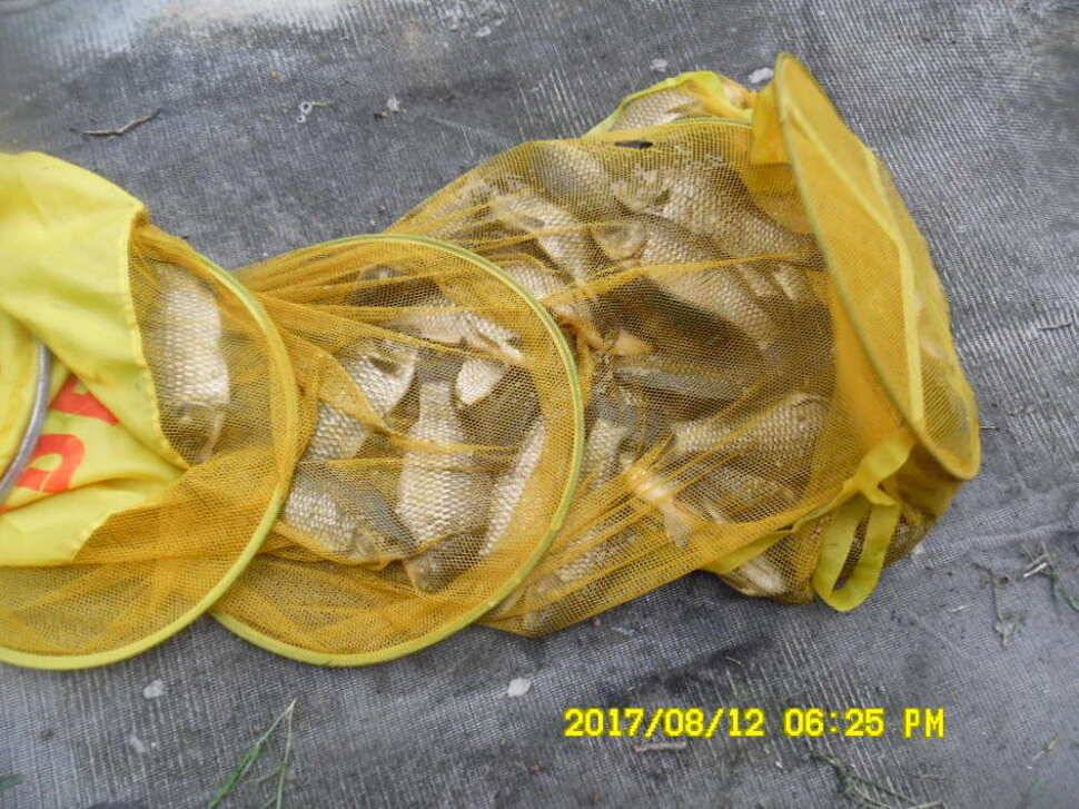 경주 동산낚시터의 꾸준한 조황 (유료터정보 - 유료터점주조황)
