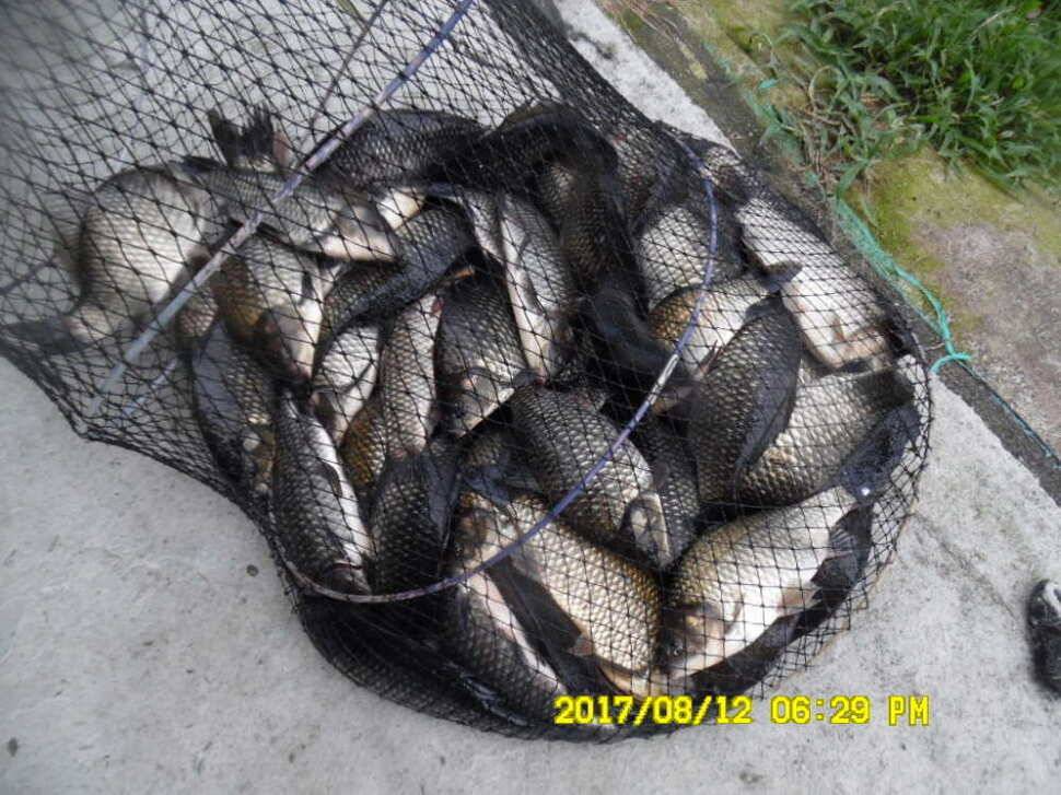 경주 동산낚시터의 꾸준한 조황 (유료터정보 - 유료터점주조황)