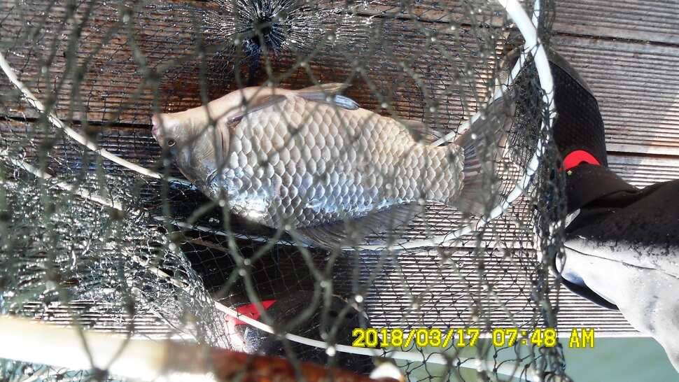 반제지 조황 (유료터정보 - 유료터점주조황)