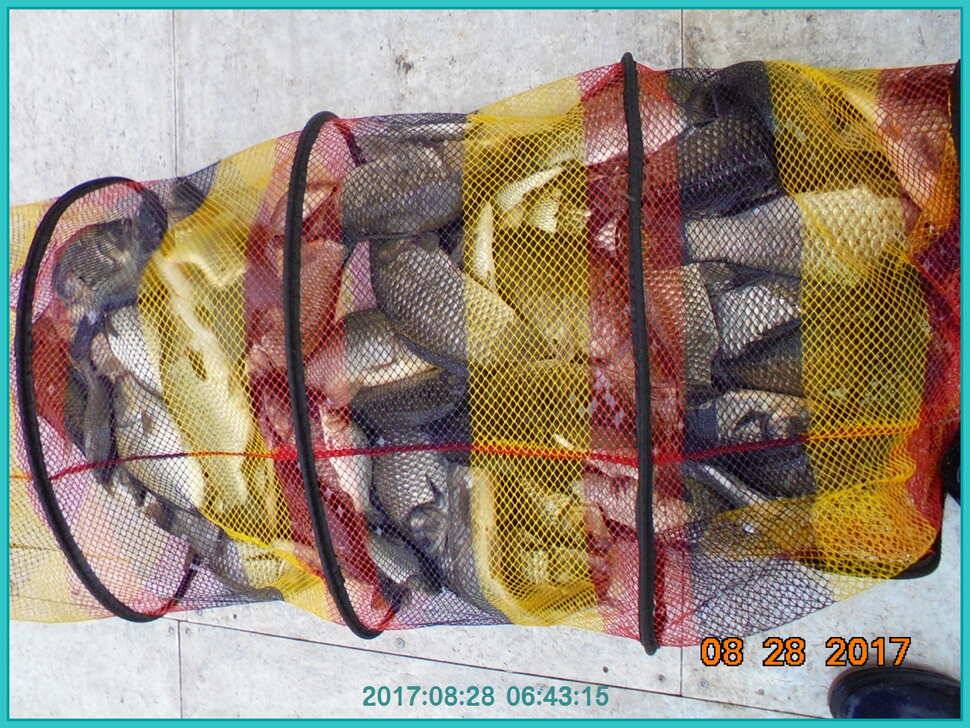 도심속의 작은 쉼터 화성 관리 낚시터입니다 (유료터정보 - 유료터점주조황)